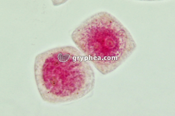 Mitose cellules de racine d'Ail - Cellules-mères x800 - gryphea.com